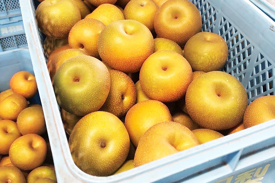 富山県産　呉羽梨　幸水　24〜36玉　約10キロ 楽天市場】【送料無料】【令和6年分予約受付終了】梨 富山名産の